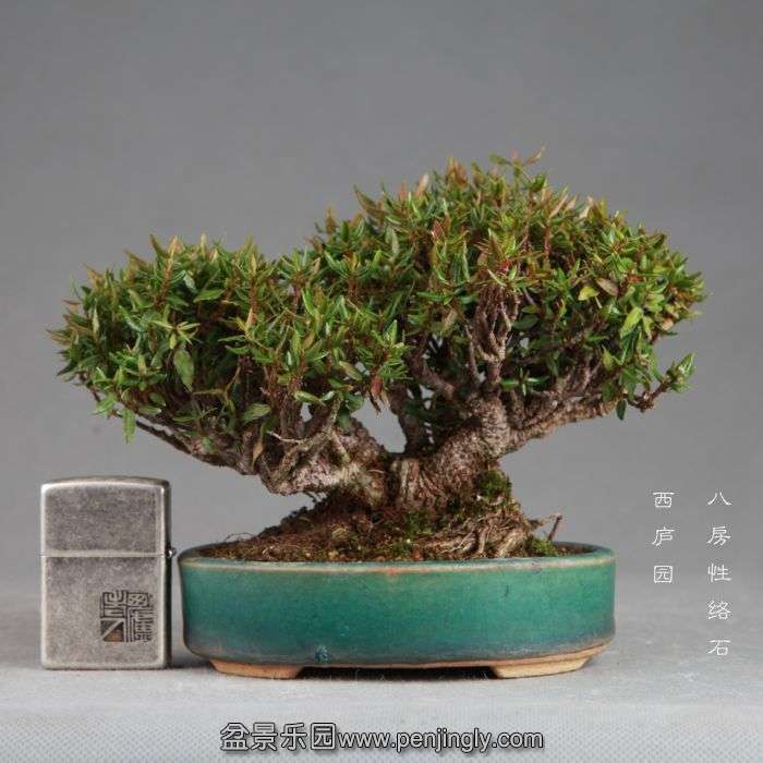 bonsai14082208.jpg