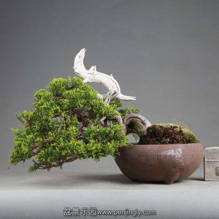 bonsai14082209.jpg