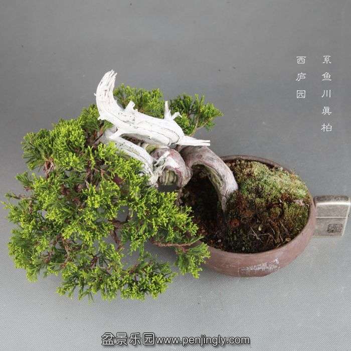 bonsai14082210.jpg