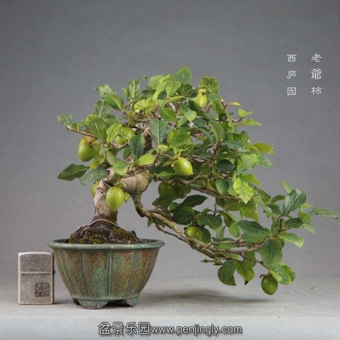 bonsai14082212.jpg