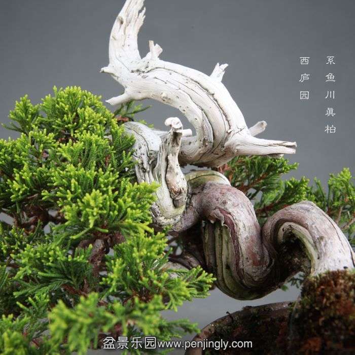 bonsai14082211.jpg