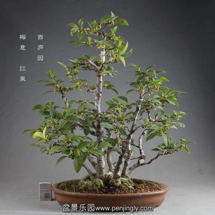 bonsai1408241.jpg