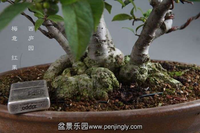 bonsai14082402.jpg