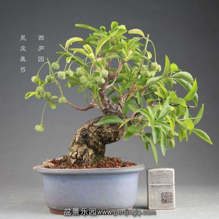 bonsai14082409.jpg