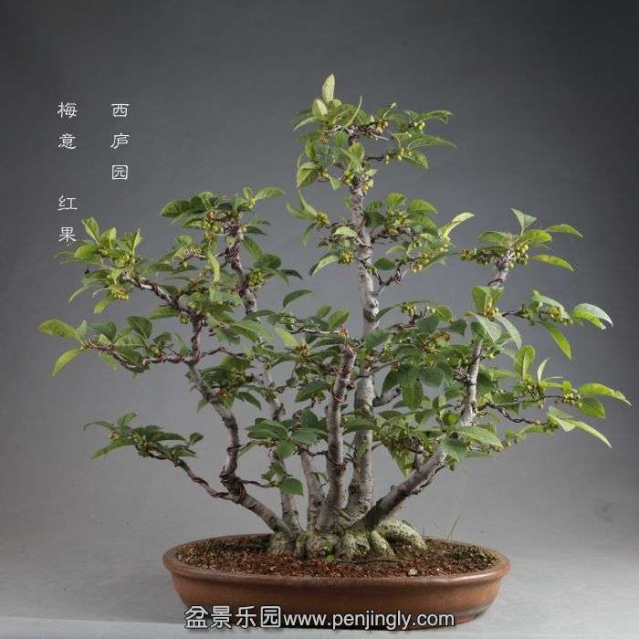 bonsai14082405.jpg