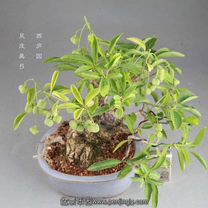 bonsai14082410.jpg