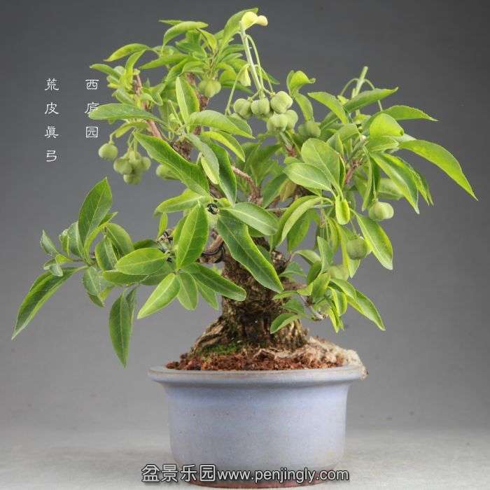 bonsai14082413.jpg