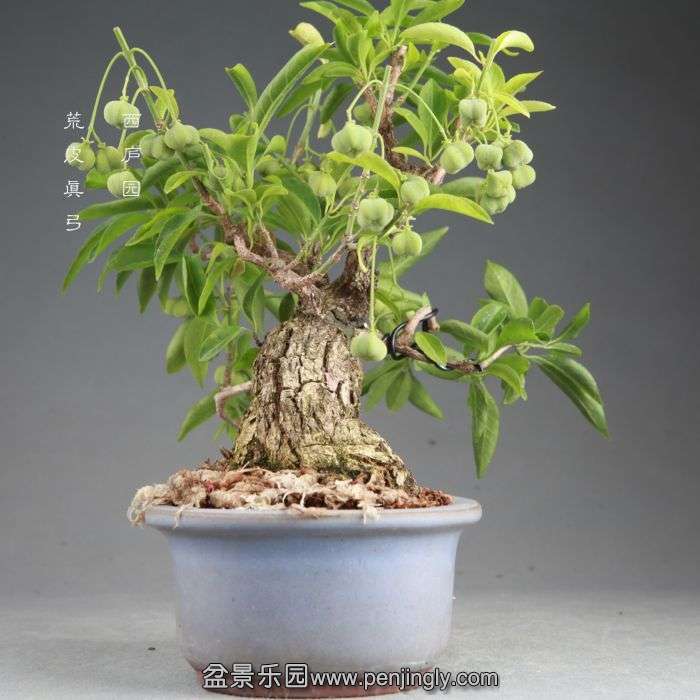 bonsai14082412.jpg