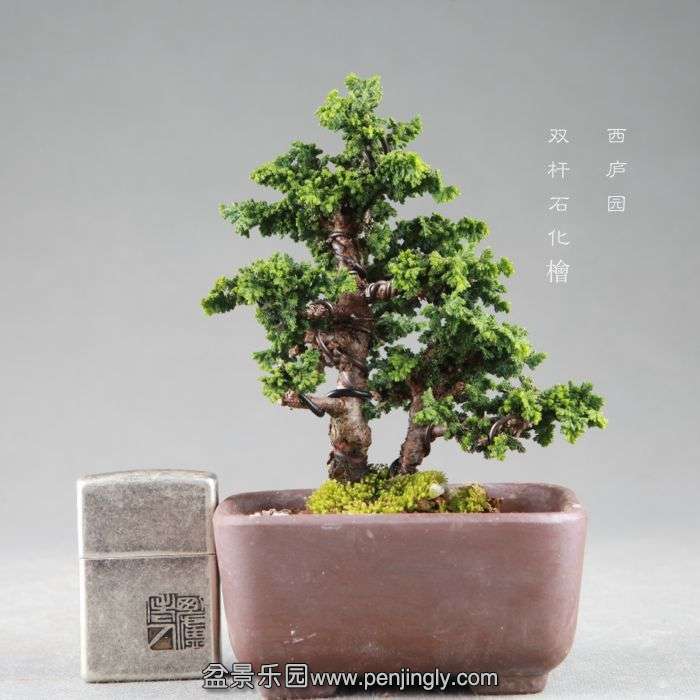 bonsai14082427.jpg