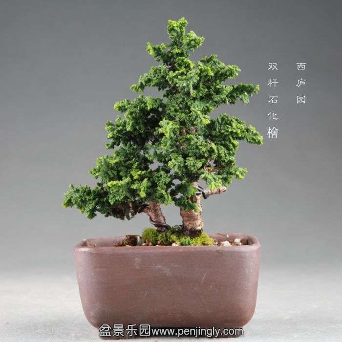 bonsai14082428.jpg