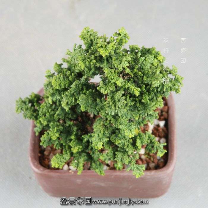 bonsai14082429.jpg