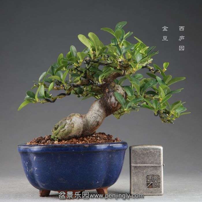 bonsai14082430.jpg