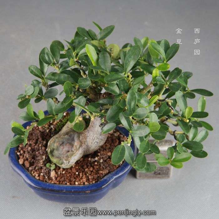 bonsai14082431.jpg