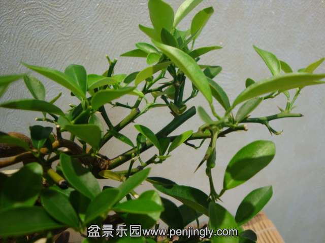DSC08710.JPG