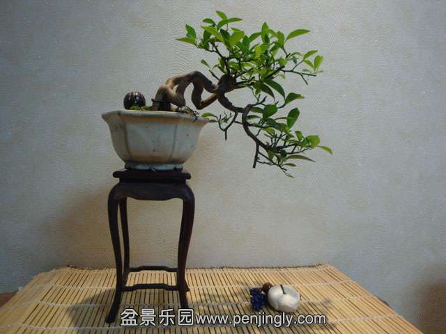 DSC08708.JPG
