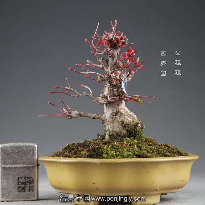 bonsai1408251.jpg