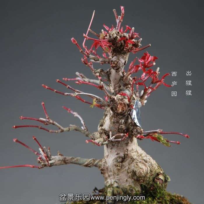 bonsai1408252.jpg