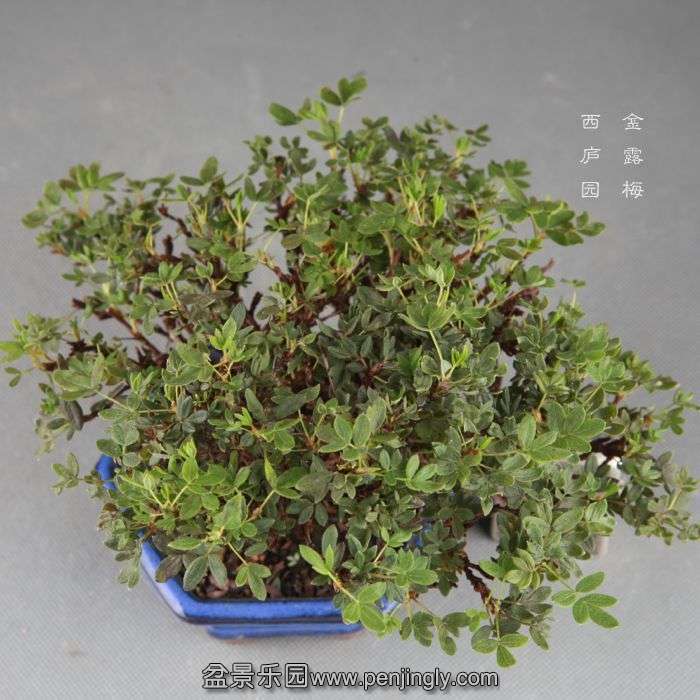 bonsai14082600.jpg