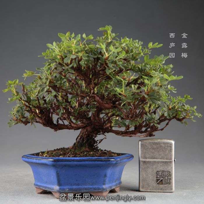 bonsai14082601.jpg