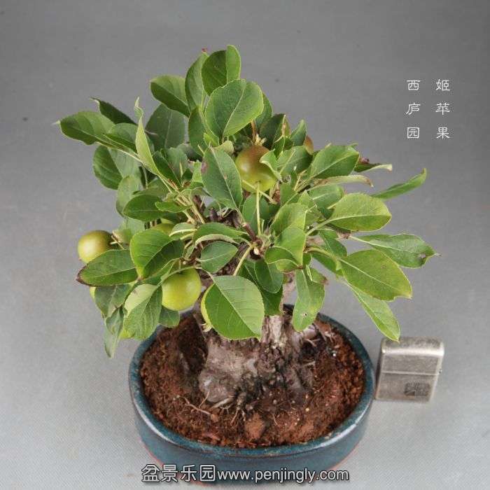 bonsai14082605.jpg