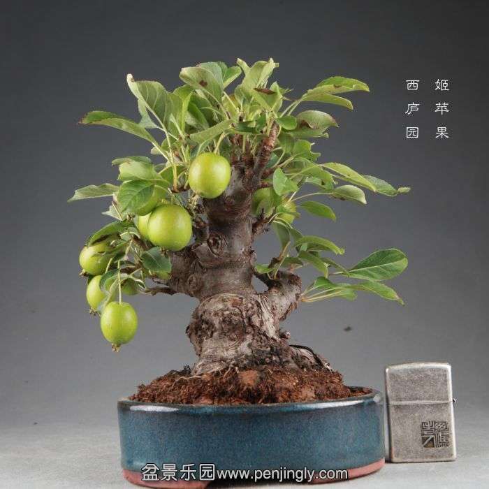 bonsai14082604.jpg
