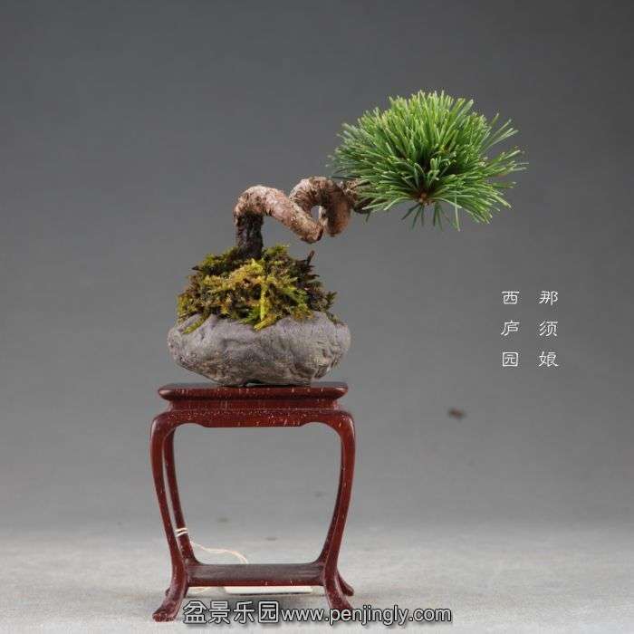 bonsai14082607.jpg