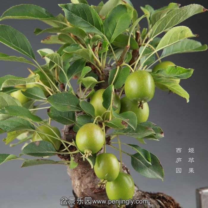 bonsai14082606.jpg