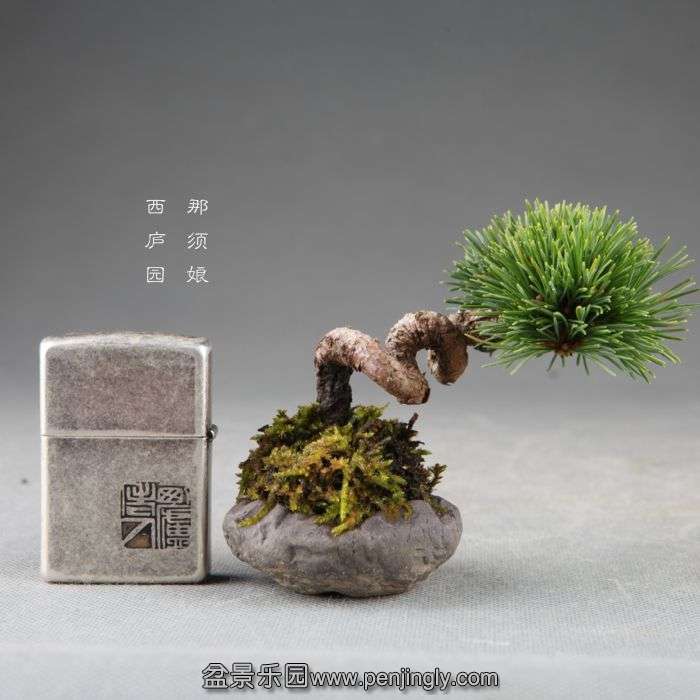 bonsai14082608.jpg