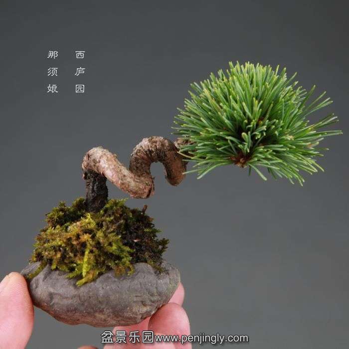 bonsai14082614.jpg