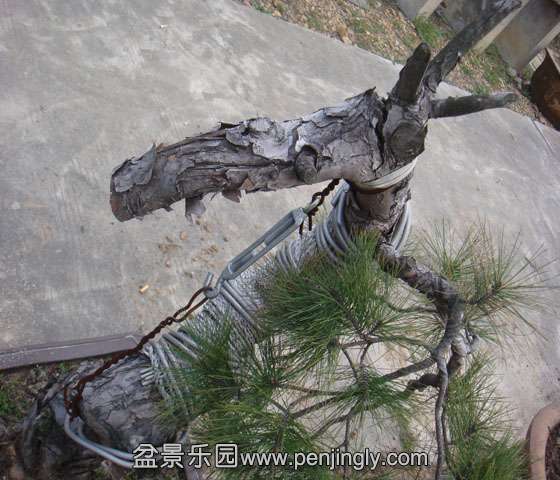 DSC08065.JPG