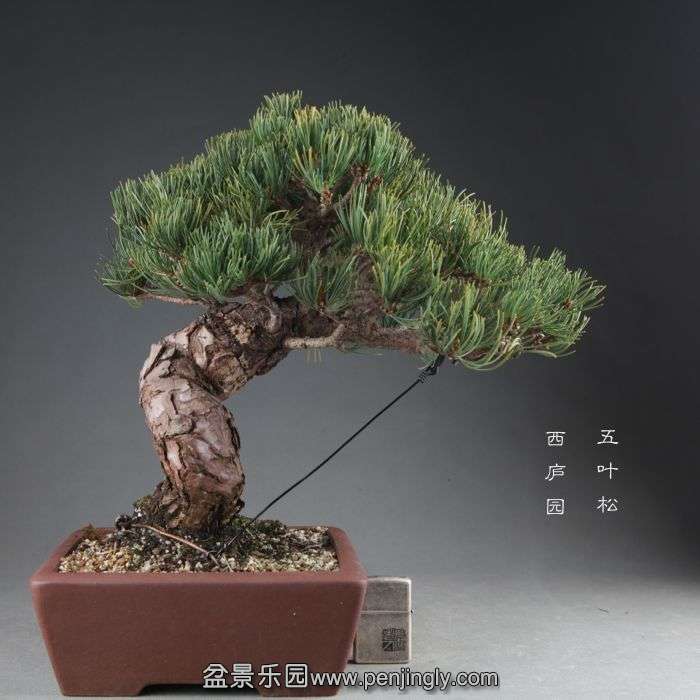 bonsai1408281.jpg