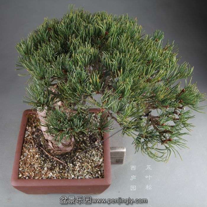 bonsai1408282.jpg