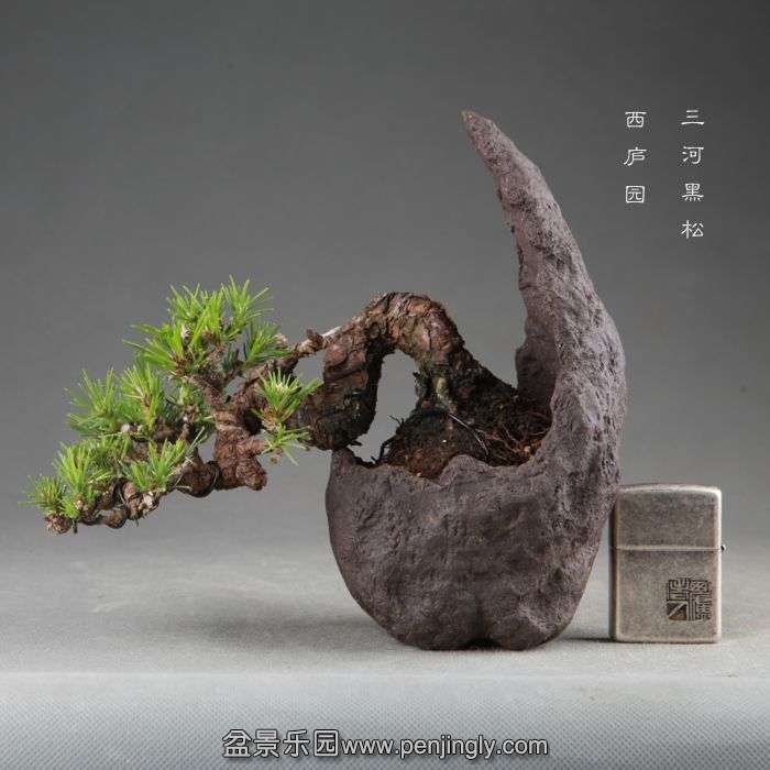 bonsai1408283.jpg