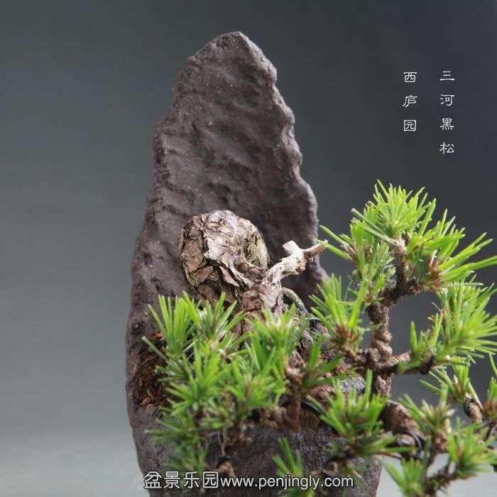 bonsai1408284.jpg