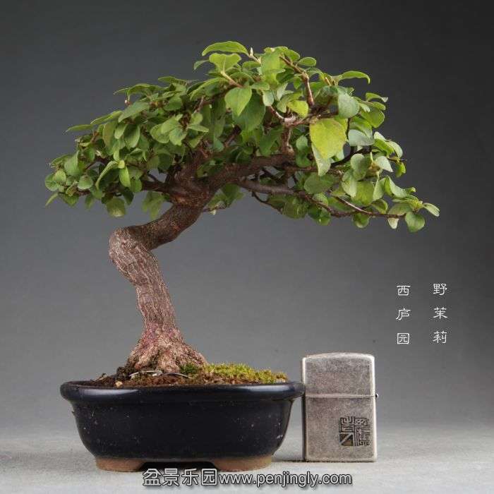 bonsai1408285.jpg