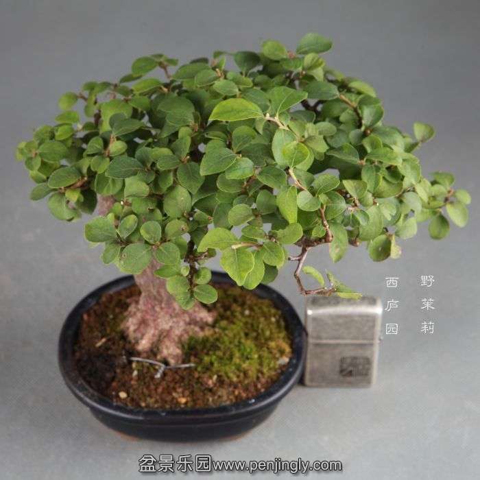bonsai1408286.jpg
