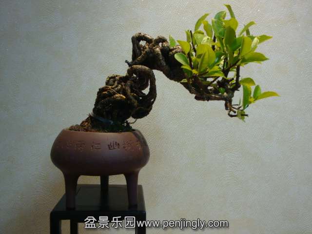 DSC08737.JPG