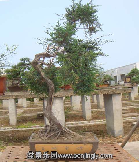 DSC06155.JPG