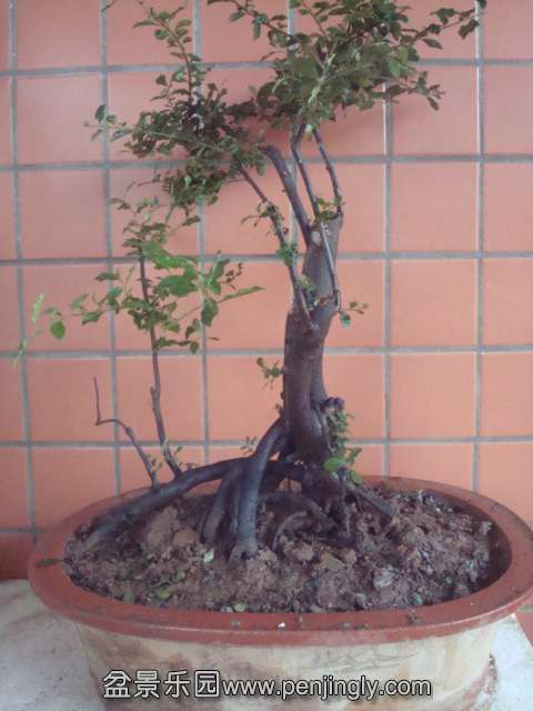 DSC06239.JPG