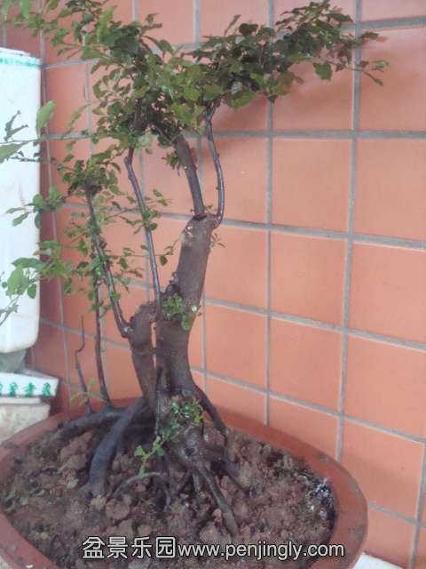 DSC06241.JPG