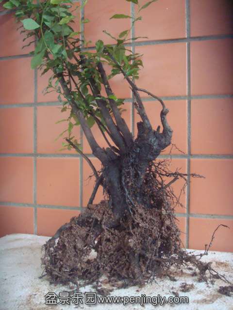 DSC06245.JPG
