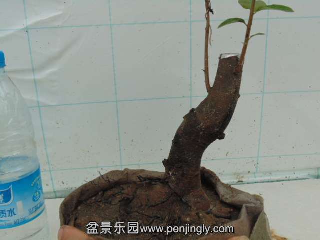 DSC04284.JPG