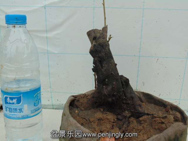 DSC04285.JPG