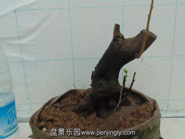 DSC04286.JPG