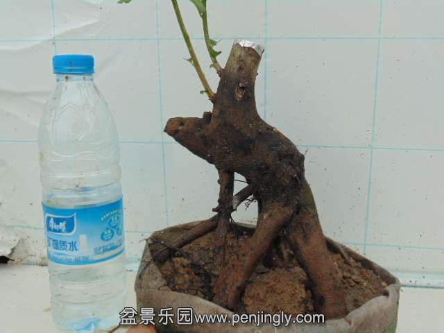DSC04289.JPG