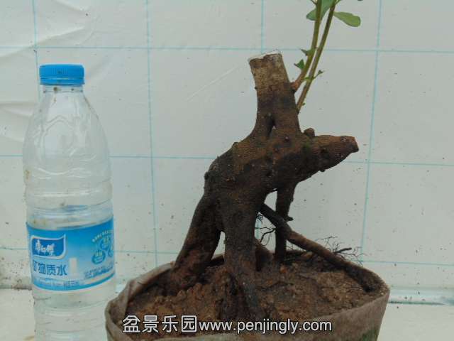 DSC04290.JPG