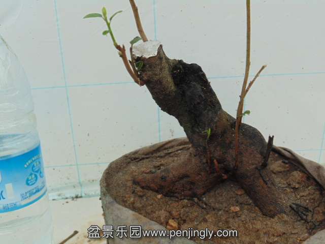 DSC04294.JPG