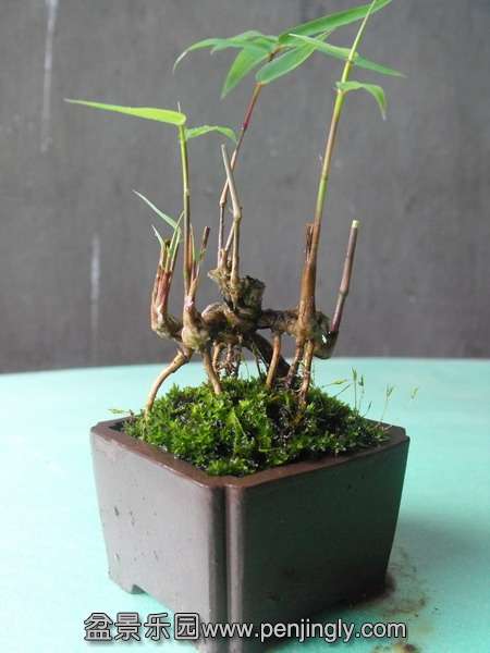 DSCF0093_С.JPG