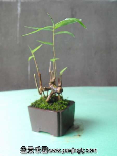 DSCF0094_С.JPG