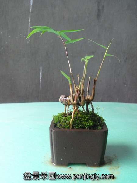 DSCF0095_С.JPG